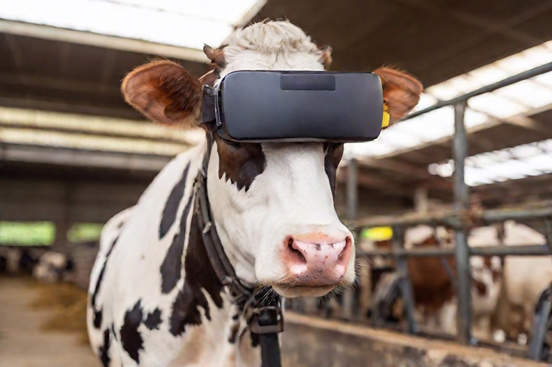 Vaca lechera con gafas de realidad virtual